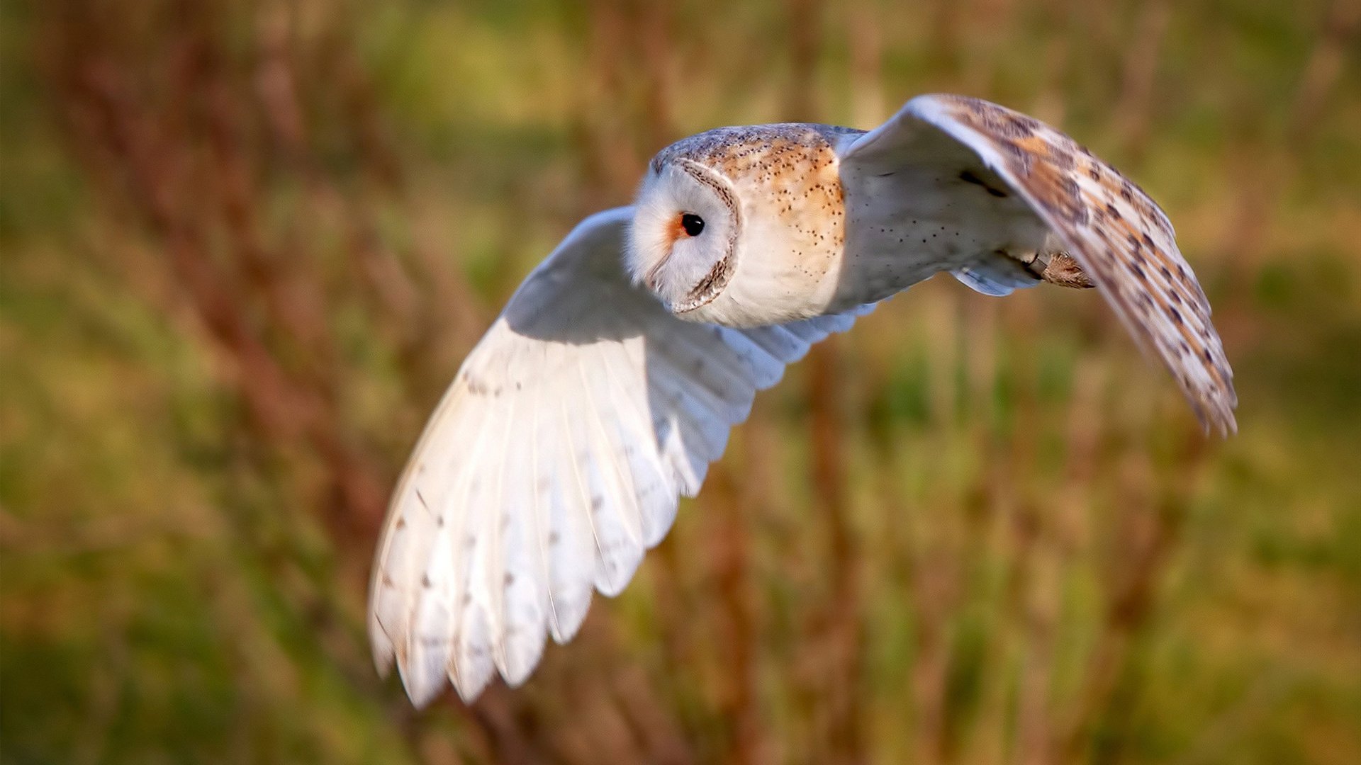撕裂长空的猎手，福克斯末节狂飙，扼杀新疆队最后希望